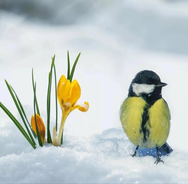 синица птица