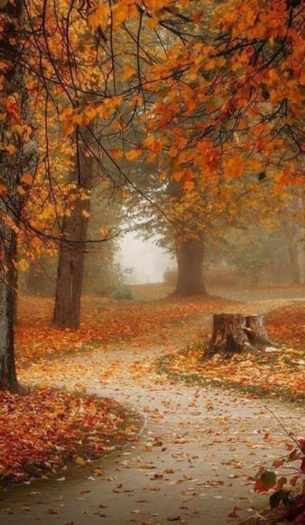 природа осенняя