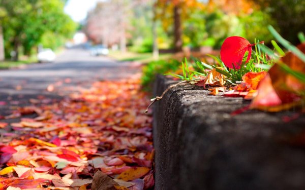 листва осень