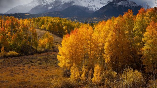 леса колорадо