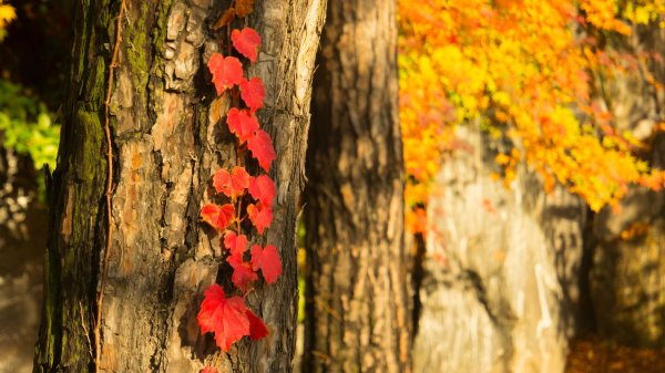 осенняя природа