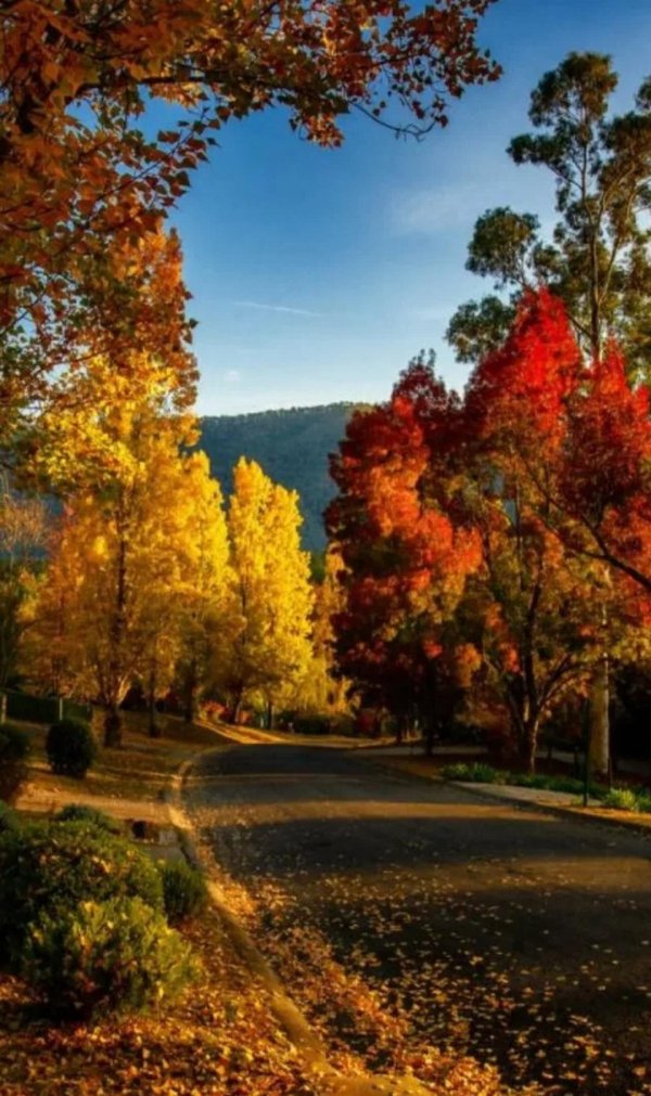 осенние фотографии