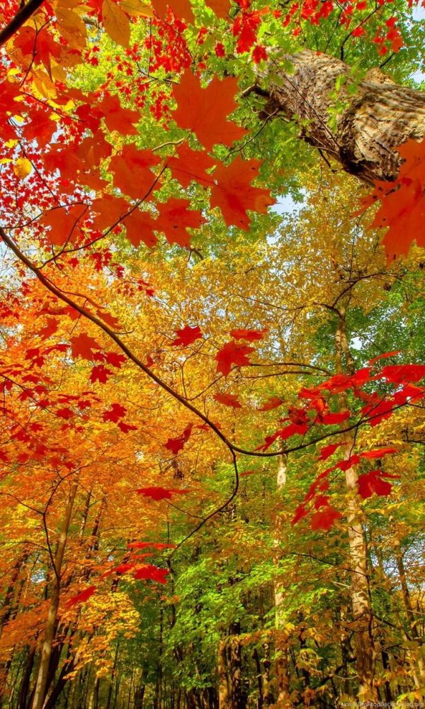 природа осени