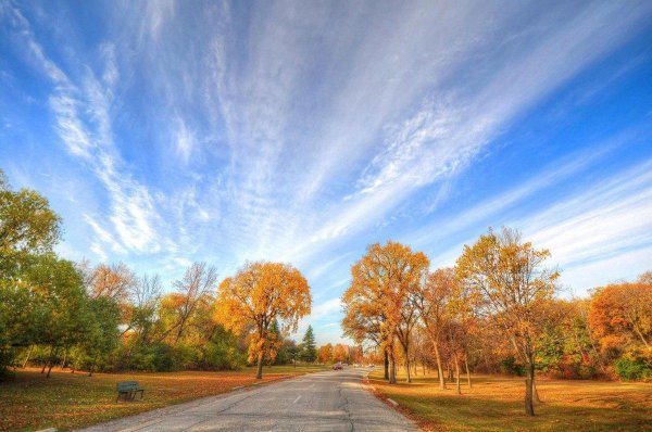 осенне дерево