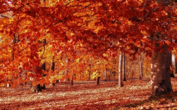 осенние пейзажи