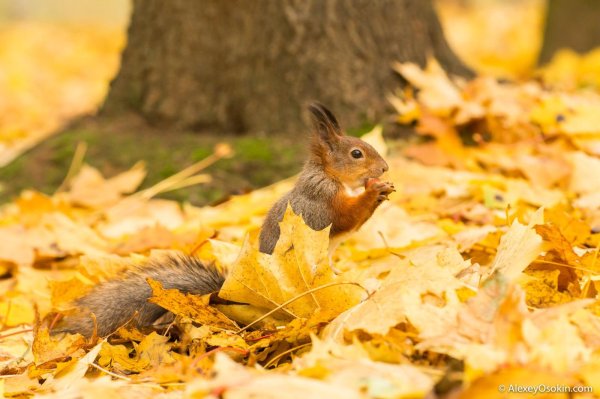 белка в осеннем лесу