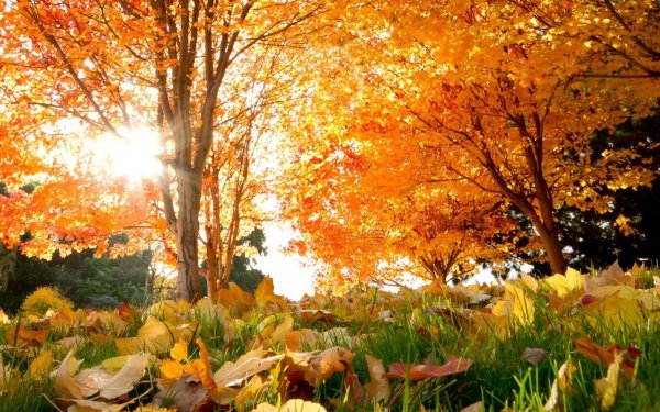 осенние пейзажи