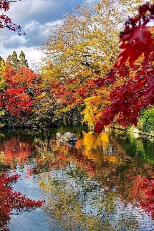 японские клены момидзи