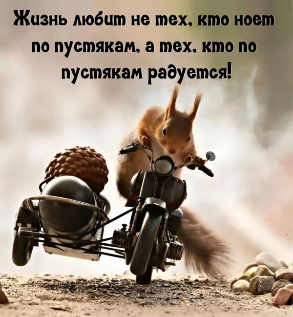 белка белка