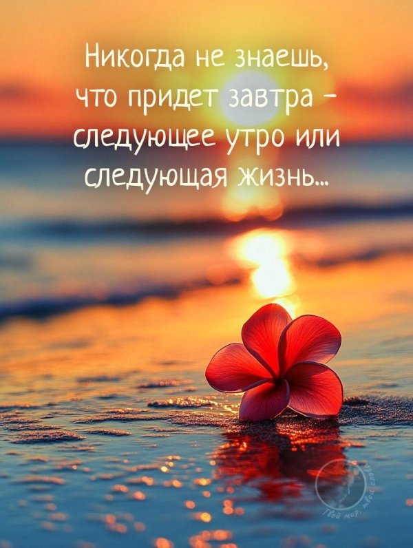 цветы романтические