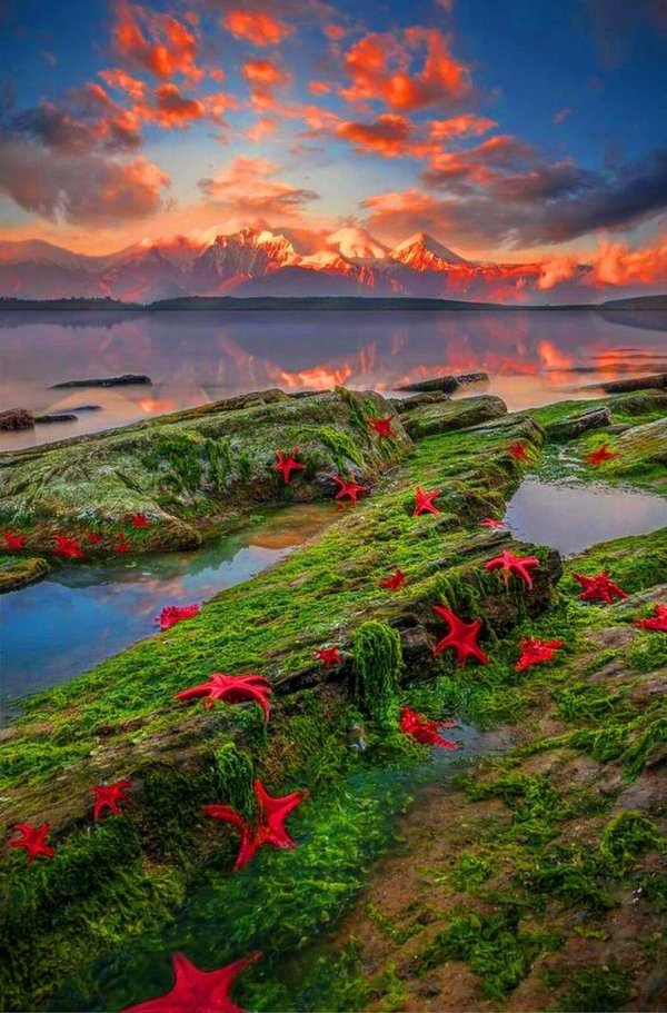 морская звезда