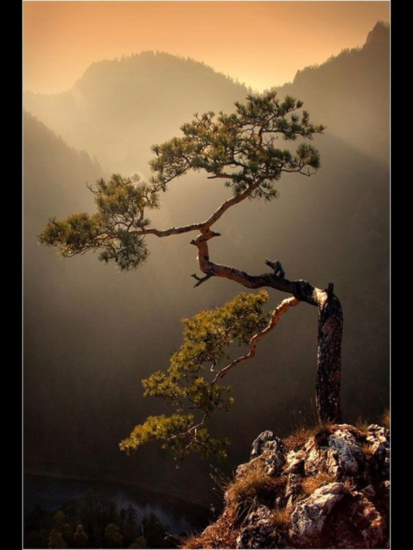 сосна на скале