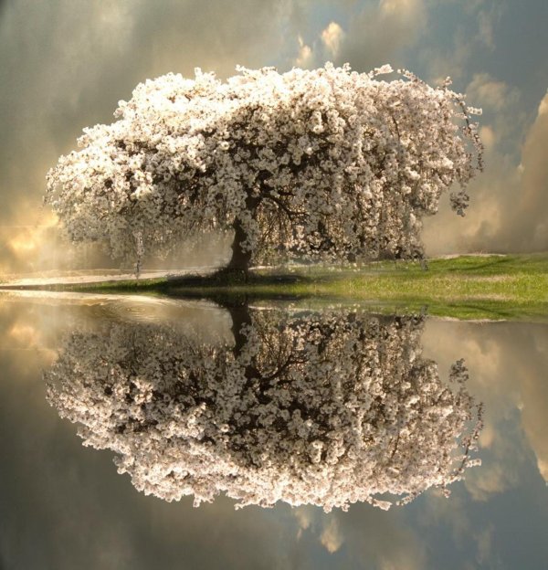 красивое дерево