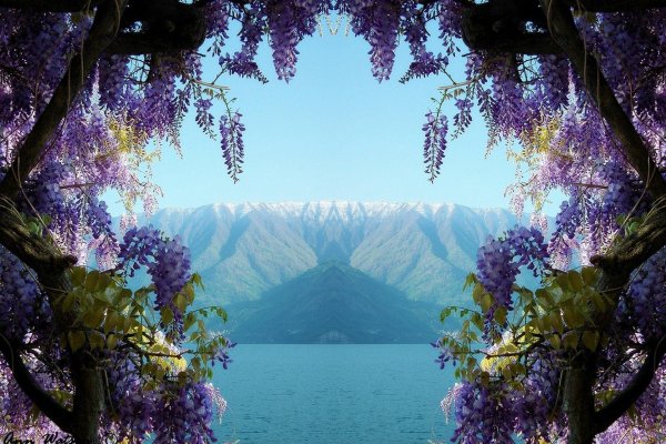 глициния сиреневая китайская