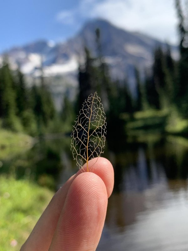 скелетирование листьев