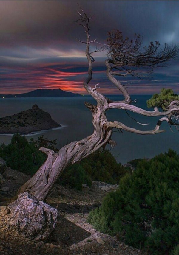 новый свет крым