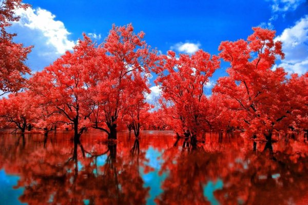 инфракрасная фотография