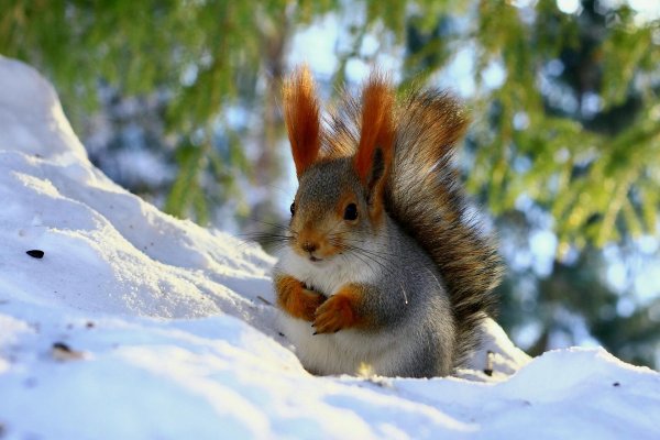 белка зимой