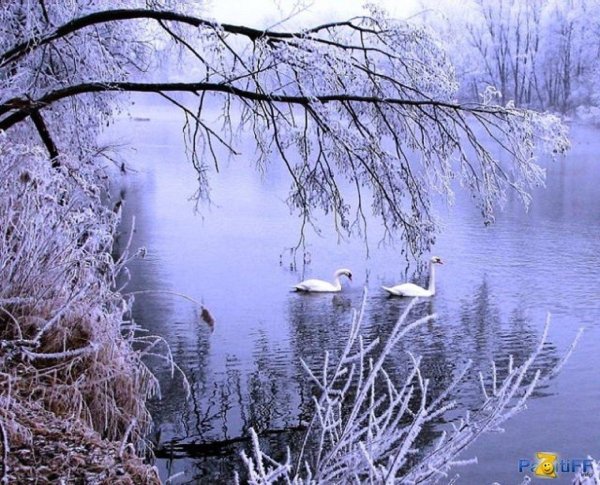 озеро лебедь