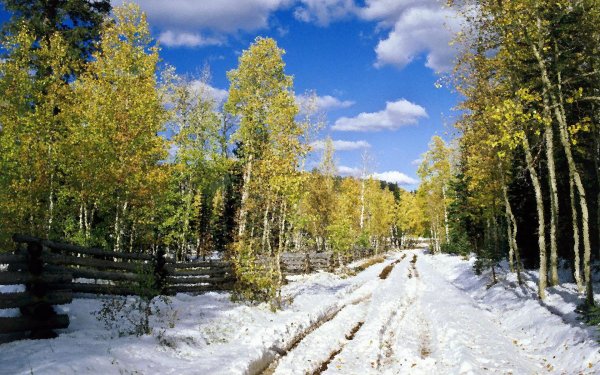 смешанный лес ель береза осенью