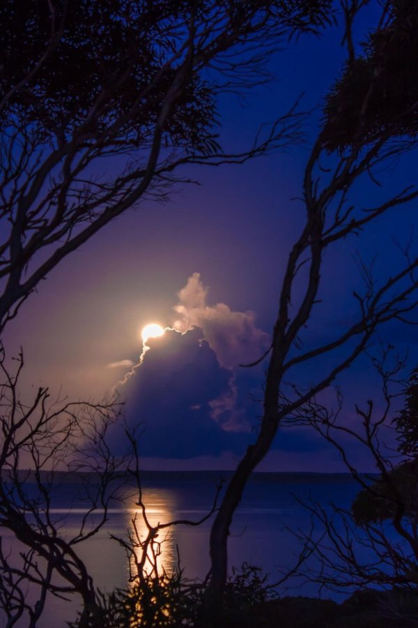 лунный свет через деревья