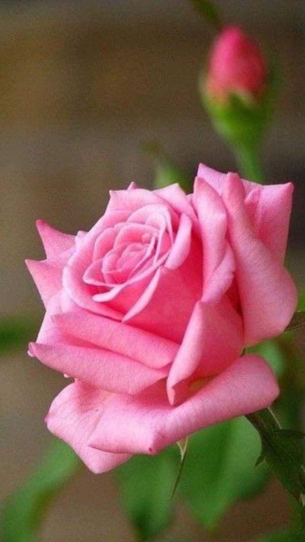 один цветок