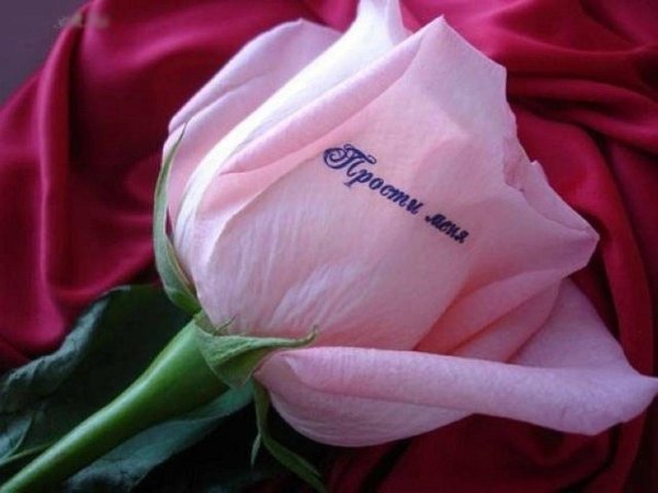 надписи на цветах