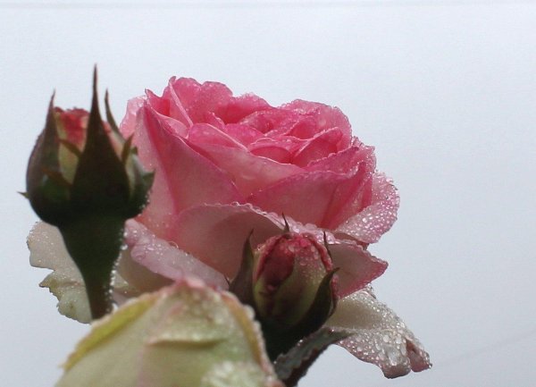 нежная роза