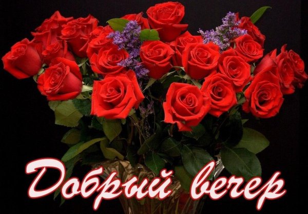 розы добрый вечер