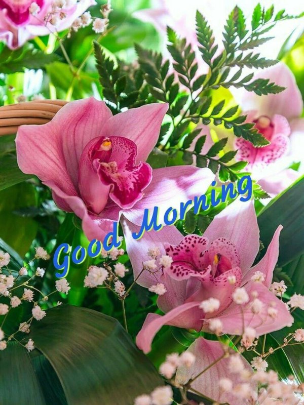 орхидеи цимбидиум