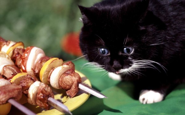 шашлыки прикол