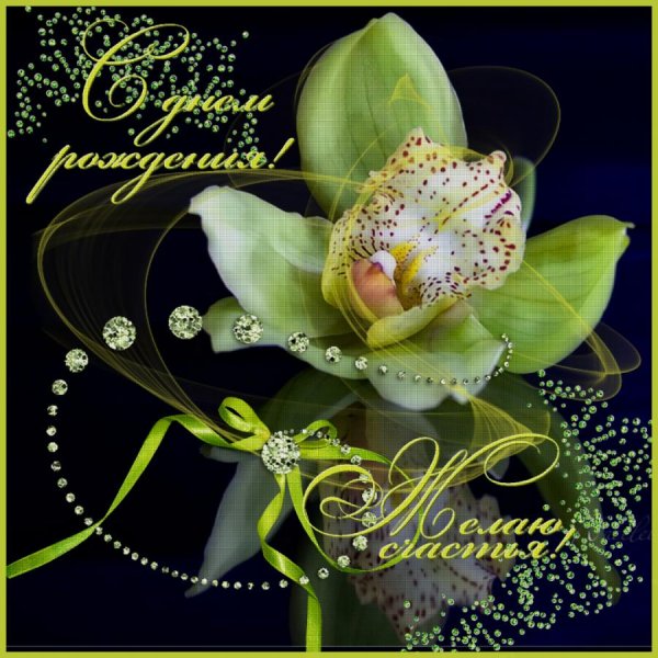 орхидея зеленая