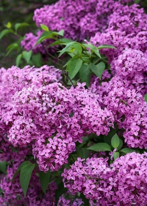 сирень саугеана