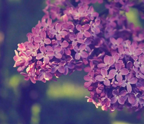 сирень vechernyaya moskva