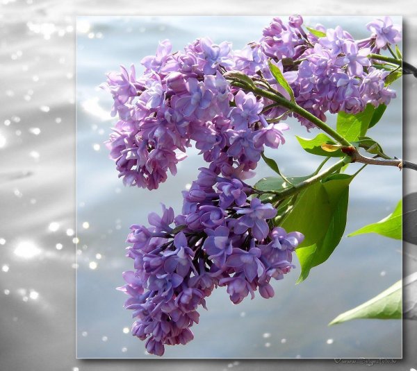 черёмуха сирень