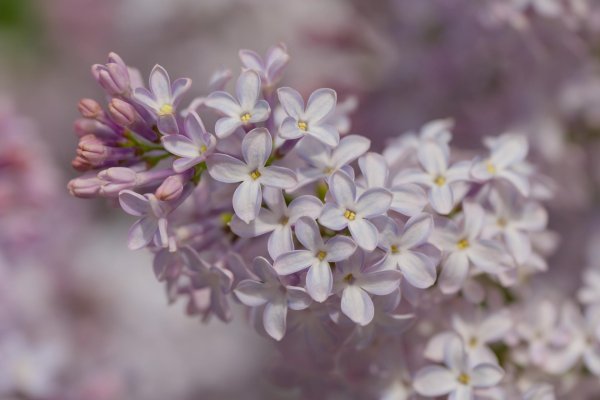 цветки сирени