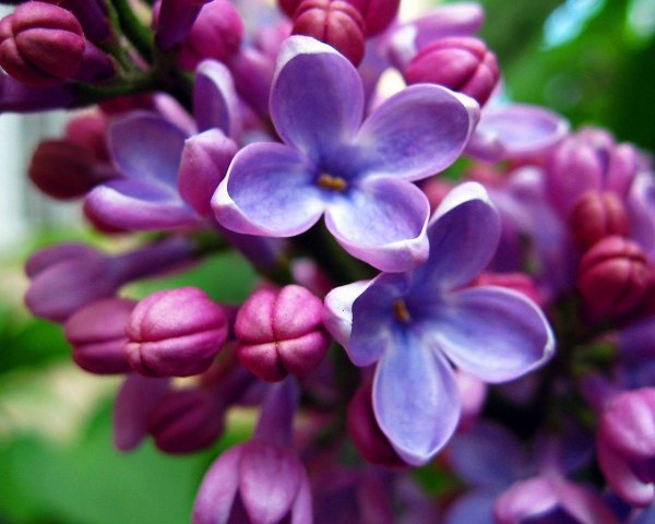 сирень красивая