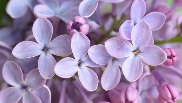 сирень пятилистник