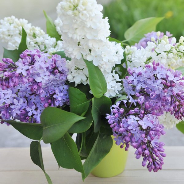 сирень микс