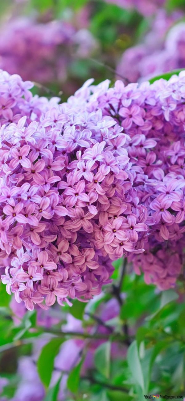 сирень розовая