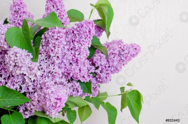 лилак фловерс сирень