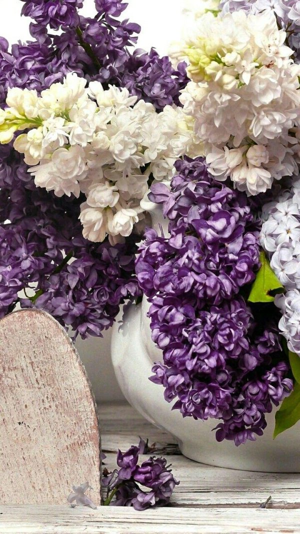 цветки сирени