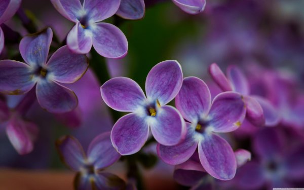 цветок сирени макро