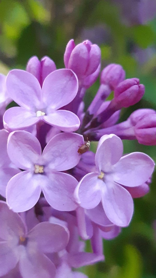 цветки сирени