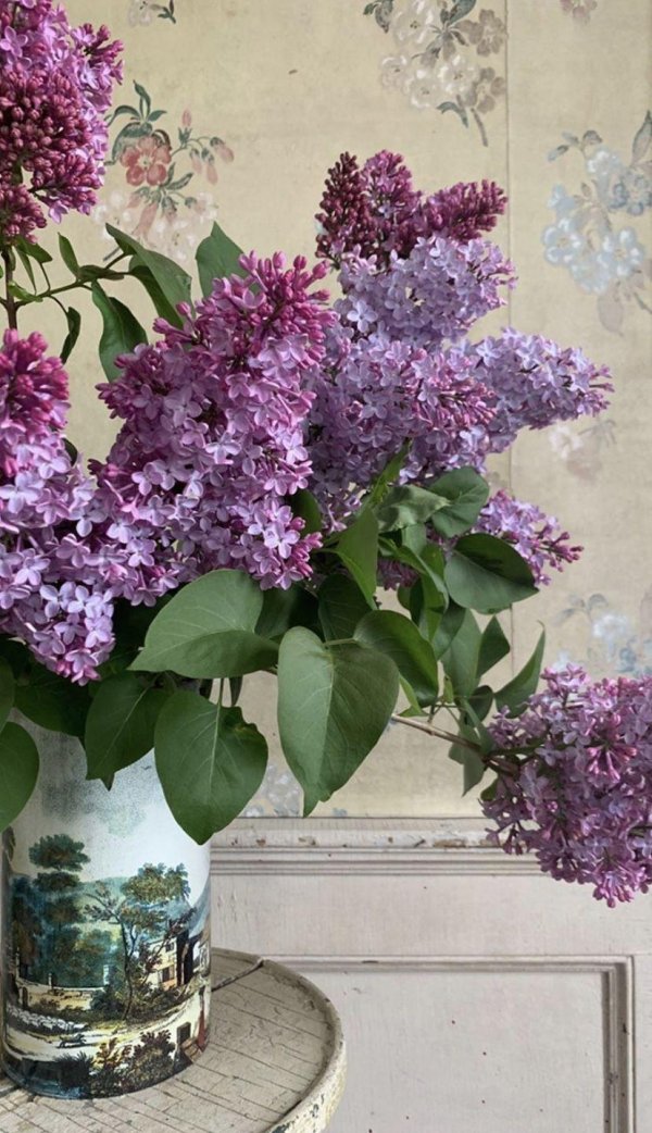 сирень бюхнер