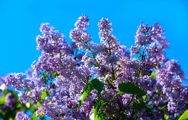 весна цветение сирени