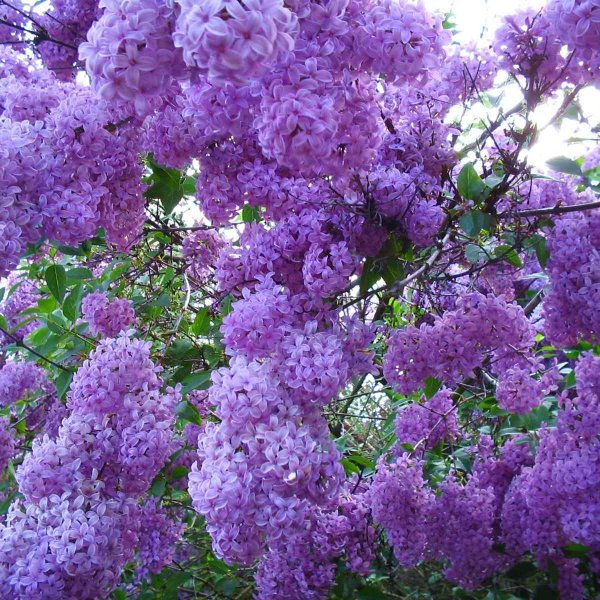 сирень кавур