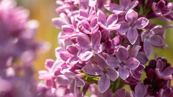 цветок сирени