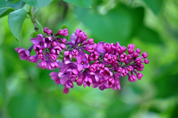 сирень syringa vulgaris