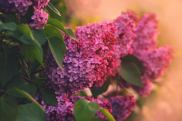 сирень цветёт